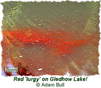 Red lurgy on Gledhow Lake!