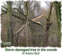 Storm damaged tree