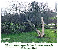 Storm damaged tree