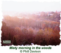 Misty morning in the woods