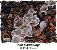 Woodland fungi