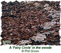 A Fairy Circle in the woods