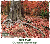 Tree trunk