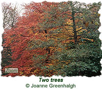 Two trees