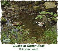 Ducks in Gipton Beck