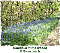 Bluebells in the woods