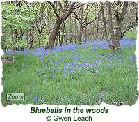 Bluebells in the woods