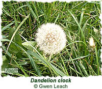 Dandelion Clock